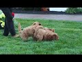Mini Poodle Puppies For Sale