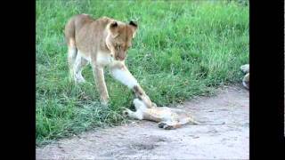 Lioness playing with her cub