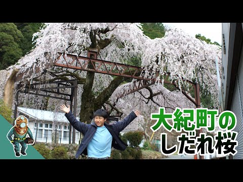 大紀町　柏崎支所前のしだれ桜