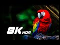 The 4K Video 2