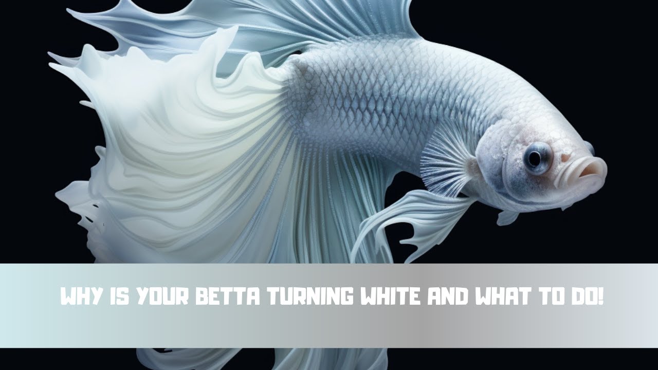 Why Is Your Betta Turning White AND What To Do! 