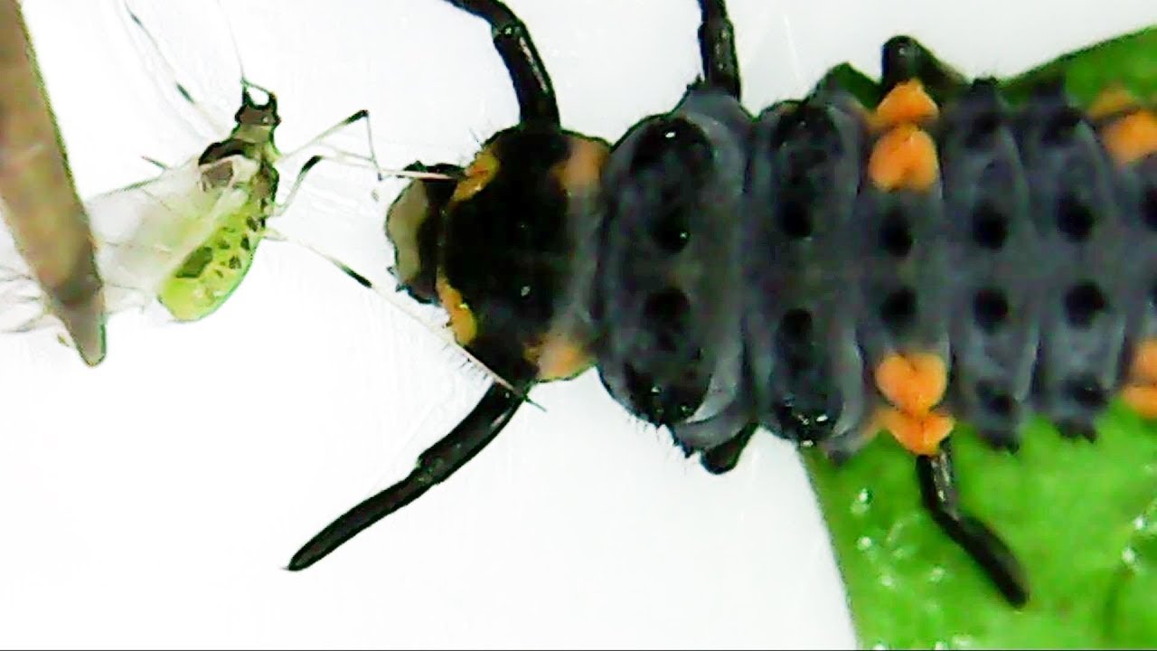 ピンセットから餌を食べるテントウムシの幼虫 Youtube