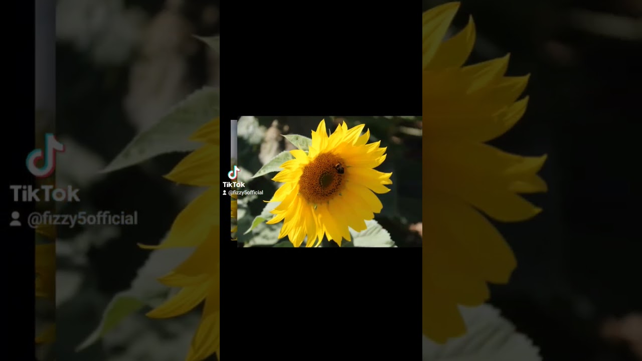 sunflowers ❤️ fizzy 5