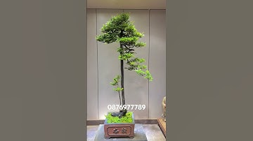 Cây cảnh tùng đen bonsai trong nhà LH em @876977789 #tungden #bonsai #quynhhuonggarden #xuhuong