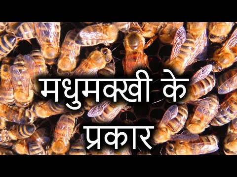 शहद निर्माण करने वाली मधुमक्खियों की समाज संरचना और संगठन