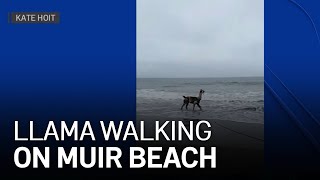 Llama Spotted Walking on Muir Beach in Marin County