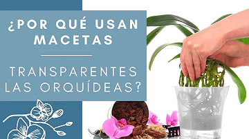 ¿Por qué las orquídeas necesitan macetas transparentes?