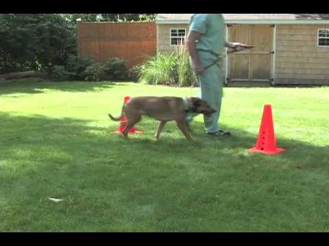 Figure 8's: A Rehabilitation Technique for your Dog