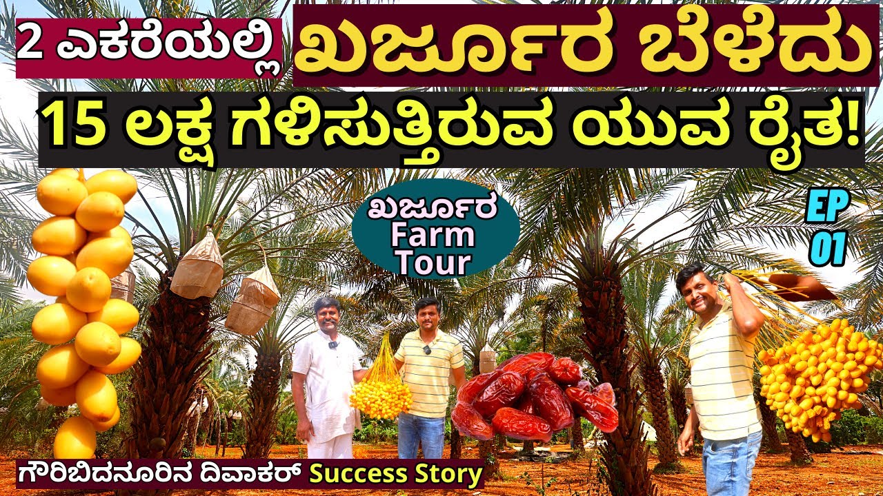 FARM TOUR-"ಸೌದಿ ಅರೇಬಿಯಾದ ಖರ್ಜೂರ ಕನ್ನಡ ಮಣ್ಣಲ್ಲಿ ಬೆಳೆದ ರೈತ!"-E01-Kharjura Farm-Divakar-