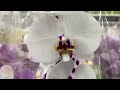 Прекрасные орхидеи с названиями в Леруа Мерлен г Новокузнецк.🌸🌸🌸