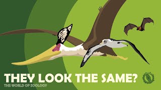 Why Animals Evolve To Look The Same