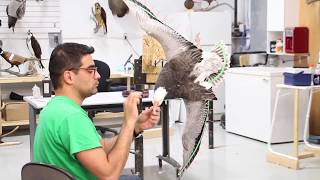 Blue Goose taxidermy, cupped wings, wall mount, Art of Taxidermy.