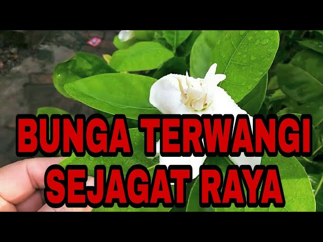 BUNGA TERWANGI SEJAGAT RAYA!!! TERNYATA INI Bunga Melati Bali | Gardenia Tahitensis Heaven Scent | class=