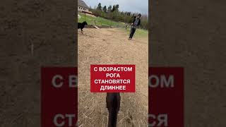 Как определить самую старую и мудрую козу в стаде? / Экоферма Захаровых #shorts