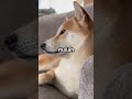 Anjing &amp; Kucing Tukar Otak Selama 1 Hari — Dunia Jadi Kacau Tapi Lucu!