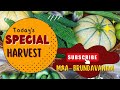 మొదటి సారి పండించిన Muskmelon ఇంకా Carrot || Maa Brundavanam