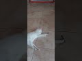 My Pet Snow Playing with Lizard// Aatya's World