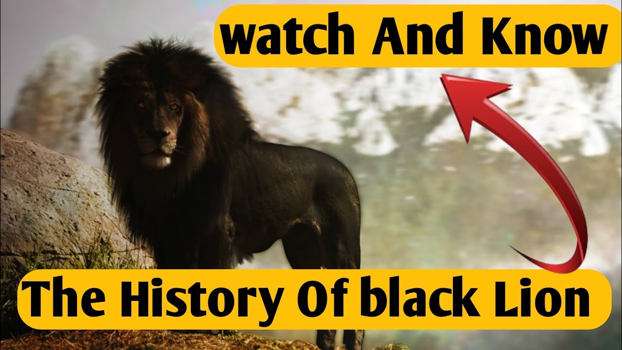 "The Roaring Legacy: A Chronicle of the Black Lion's History" - YouTube