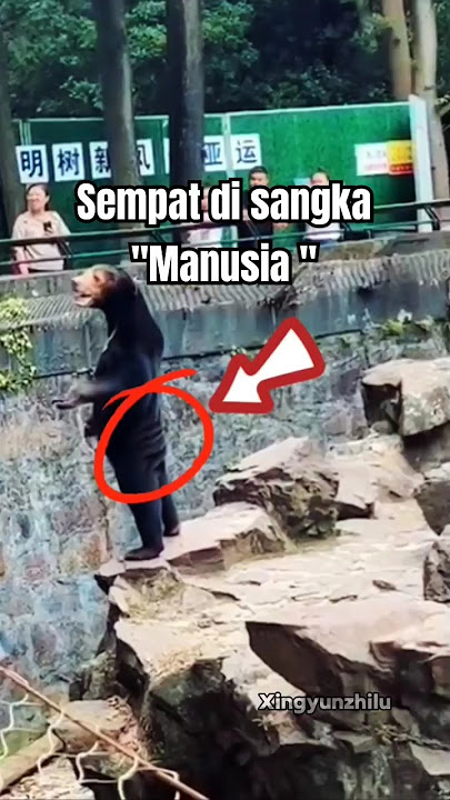 Beruang madu asli di kira Manusia #beruang #beruangmadu #kebunbinatang