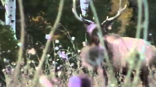 Manti limited entry muzzle loader / Utah Elk Hunt Close Up