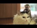 Gata ‘adota’ macaco órfão na Rússia