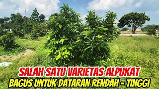 Alpukat Ta21 - Cocok Di Dataran Rendah Sampai Tinggi