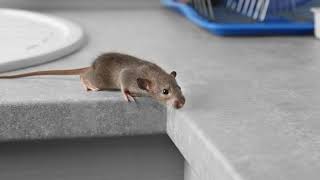 Exterminator Services | North Andover, MA - Alamo Pest Control LLC