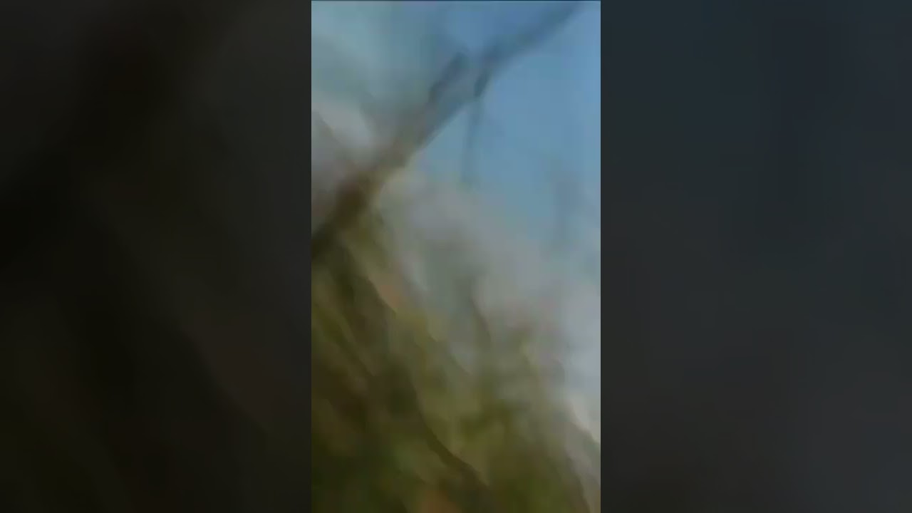 ostrich-attack-on-hyenas.mp4