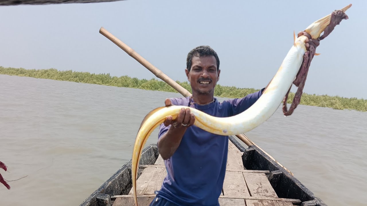 বিশাল এক সোনাবোগো মাছ উঠল বরশিতে, সুন্দরবন নদী থেকে।#sundarbanvloggerrabin ।#hookfishing ।#bigfish ।