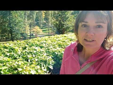 Video: Přírodní Koberce - Půdopokryvné Rostliny