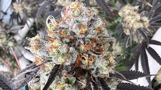 Viparspectra KS3000 LED Grow Light in a Perpetual Organic Cannabis Garden