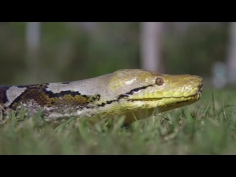 'How do you hunt a python?' - YouTube