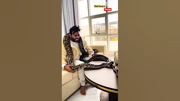 Snakes 🐍 Dubai 🇦🇪 With Jeetpuria Janab #Snakes #Shorts #Short