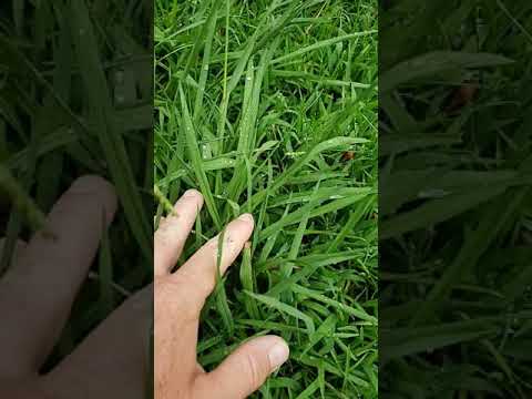 Βίντεο: Carpetweed σε γκαζόν - Συμβουλές για την αφαίρεση φυτών χαλιού