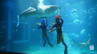 トラ柄パンツのオニさんダイバー登場　節分前に　大阪・海遊館