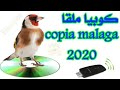 شريط كوبيا ملقا     2020