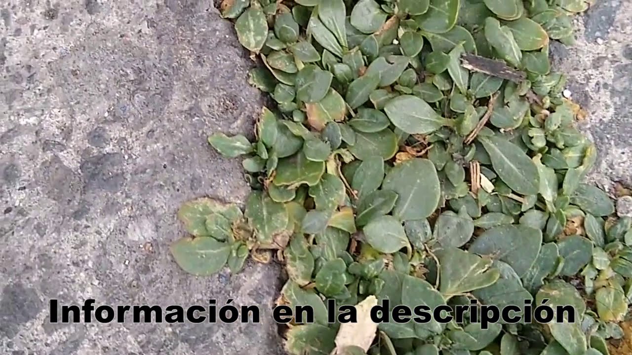 Así es la Planta Tianguis (Grabado en Ciudad de México) YouTube