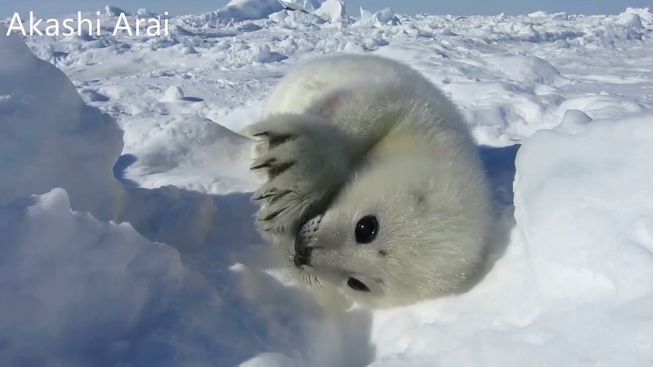 あざらしの赤ちゃん 雪カリカリ ゴロン Baby Harp Seal 15 Youtube