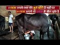 4 लाख रुपये तक की मुर्रा झोटी मिलती है इस डेरी फार्म पर | dairy farming in india