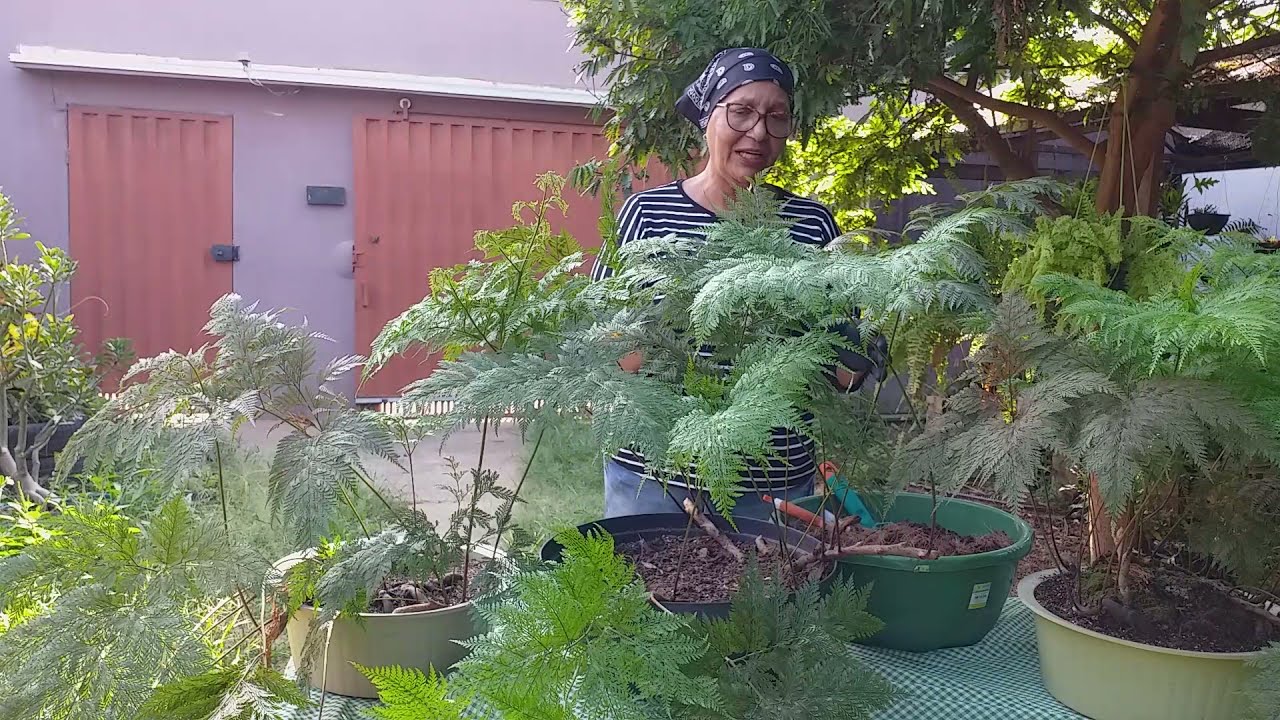 Renda Portuguesa Vaso Grande Fazendo Adubação  De Cobertura +Poda!!!