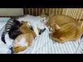 【生後27.28日目】相変わらず家族愛が強い猫さんたち