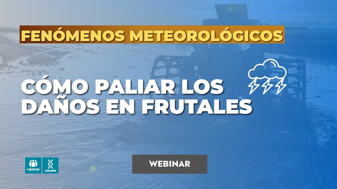 🌳⛈️ Cómo actuar en frutales tras episodios de inundaciones