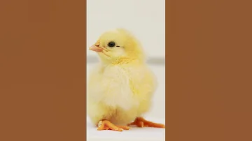 Baby Chicks Chirping ASMR 