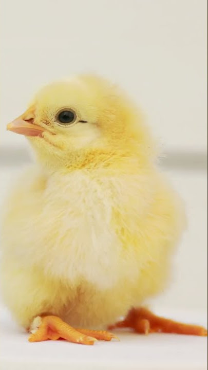 Baby Chicks Chirping 🐥 ASMR