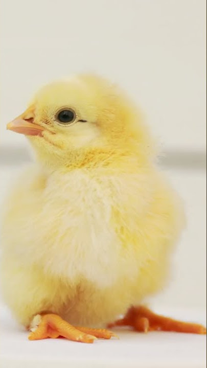 Anak Ayam Berkicau 🐥 ASMR