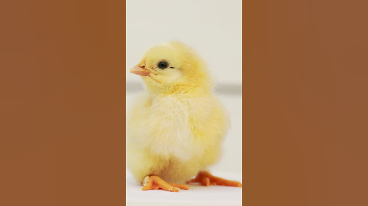 Baby Chicks Chirping 🐥 ASMR