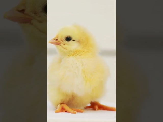 Baby Chicks Chirping 🐥 ASMR class=