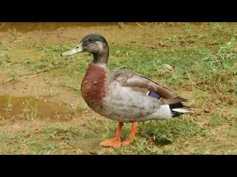 Trevor the Duck  Niue mourns &rsquo;world&rsquo;s loneliest duck&rsquo;