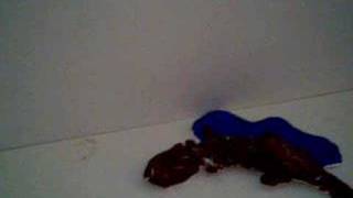 Hellbender Documentary