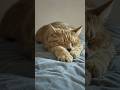 This Cat’s Funny Behavior Will Make You Laugh 😹 #FunnyCat #CatMoments #CuteAnimals #CatComedy #funny